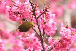 �r���O��